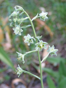 Zigadenus spp.